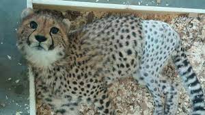 tamriel today on twitter cincinnati zoo cheetah cubs cincinnati