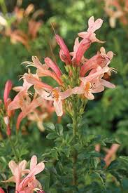 Image result for Tecoma capensis