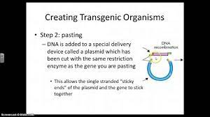 Maybe you would like to learn more about one of these? Transgenic Organisms Youtube