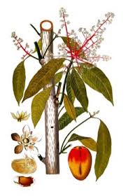 Image result for Mangifera