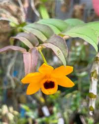 Image result for Ophrypetalum odoratum