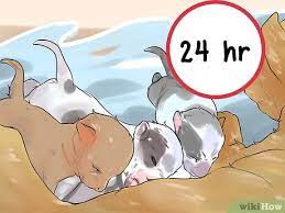 3 Ways To Care For A Large Litter Of Puppies Wikihow Pet
