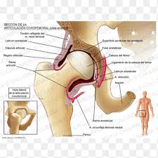 Picture of muscles in hip area. Muscles Of The Hip Joint Pelvis Anatomy Nervous System Angle Text Png Pngegg