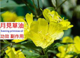 月見草油的9種功效及副作用 10點使用禁忌要小心 營養新知 evening primrose oil evening primrose oil benefits primrose oil