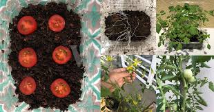 Dari 2 cara tersebut kebanyakan petani memilih menyemai benih cabai diawali dengan pemeraman. Cara Semai Tomato Ceri Dari Biji Benih 4 Bulan Boleh Dapat Hasil Mingguan Wanita