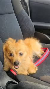 💚 REUNITED! FOUND DOG! VALKYRIE ROAD