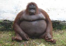 Pin On Funny Animals