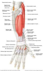 The condition is common in athletes and in . Healthytipsforhealthyliving Forearm Anatomy Muscle Anatomy Anatomy