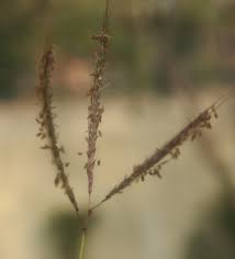 Image result for Dichanthium annulatum
