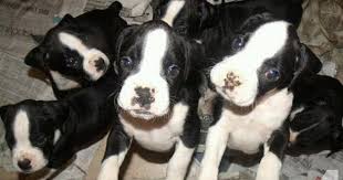 Black And White Boxer Dog Black Boxer Puppies Purebred Boxer Puppies For Sale In Nj Boxer Puppies White Boxer Puppies Boxer Dogs
