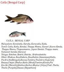 This variety of fish is one of the authentic dishes of the kerala state. Pin By Arya M J On Fish Glossary Fish Meat