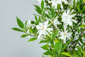 Maybe you would like to learn more about one of these? Gardenia Planting Guide How To Care For Gardenias Perfect Plants