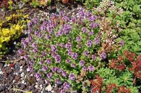 Wilder Thymian Mit Bildern Pflanzen Dachbegrunung Wilder Thymian