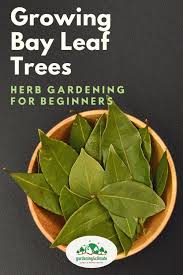 The Bay Leaf Plant How To Grow A Bay Leaf Tree As A Culinary Herb Culinary Herbs Bay Leaf Tree Bay Leaf Plant