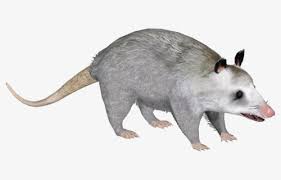 .embroidery design funny cross stitch instant download no451 this item contains one pattern. Free Opossum Clip Art With No Background Clipartkey