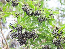 Image result for Vepris sansibarensis