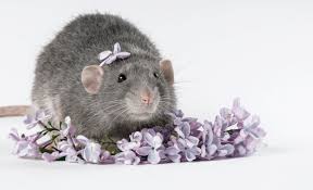 When researching having rats as pets, you'll probably come across a lot of different terms for the different. Everything You Need To Know About Dumbo Rats