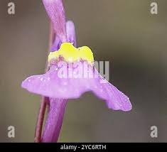 Image result for Utricularia welwitschii