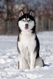 Black And White Male Siberian Husky Is Sitting At Snow Siberianhusky Husky Siberian Husky Siberian Husky Dog