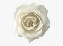 Maybe you would like to learn more about one of these? Whiterose Roses Rose Png Sticker Whiteroses Freetoedit White Rose Png Transparent Png Kindpng