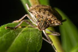 If inside service is critical, we are practicing appropriate social. Ewwwww What S That Smell Stink Bug Houseman Pest