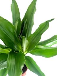 Image result for Dracaena steudneri