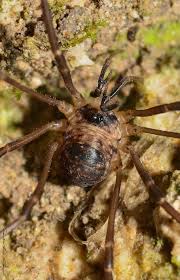 Image result for Dicranolepis