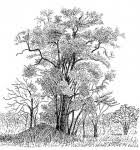 Image result for Manilkara mochisia