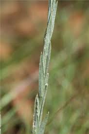 Image result for Helichrysum cephaloideum