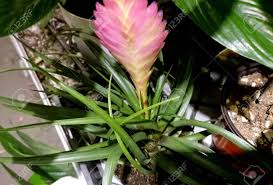 An epiphyte is a plant that grows harmlessly upon another plant (such as a tree) and derives its epiphytes differ from parasites in that they grow on other plants for physical support and do not. Rose Quill Tillandsia Cyanea Plante Epiphyte Cultive Comme Plante Ornementale Avec Des Feuilles Recourbees Lineaires Et Paddle En Forme De Pic Des Bractees Roses A Travers Laquelle Fleurs Violettes Se Degagent Banque