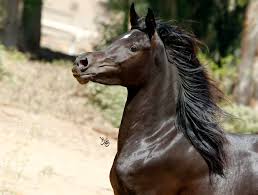 ننشرها لأول مرة صور اجمل الخيل العربى من داخل محطة الزهراء نافذة الزراعة