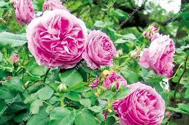 Maybe you would like to learn more about one of these? Roses Ducher Shrub Rose Louise Odier