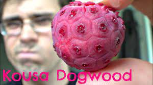 The flowers precede the red fruit, which looks like a raspberry. Kousa Dogwood Review Weird Fruit Explorer Ep 114 Youtube