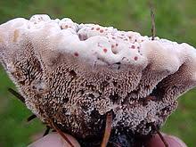 We did not find results for: Hydnellum Peckii Wikipedia