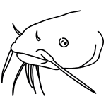 Well labelled diagram of tilapia fish. How To Draw A Catfish