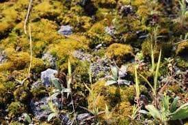 Image result for Panicum trichonode