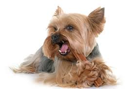 Reading sweet bite marks season 3 manhua. 5 Easy Tips On How To Get A Yorkie To Stop Biting Alpha Trained Dog