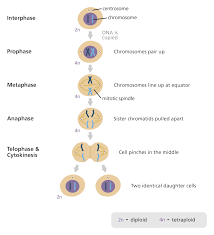 What Is Mitosis Mitosis Mitosis Activity Teaching Biology