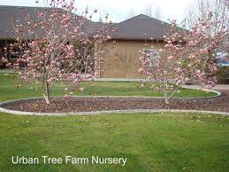 Image result for Magnolia × soulangiana