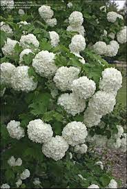 Plantfiles Pictures European Cranberry Viburnum European Snowball Bush Guelder Rose Roseum Viburnum Opulu Hedging Plants Shade Garden Plants Shade Plants