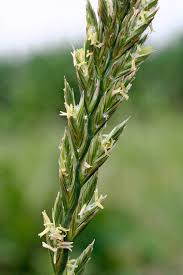 Image result for Poaceae