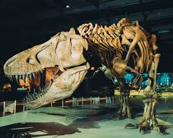 The specimen was discovered by jared voris. Long Limbs Helped Propel T Rex Up The Dinosaur Food Chain The New York Times