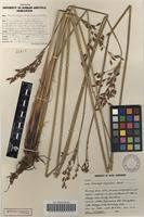 Image result for Fimbristylis bivalvis