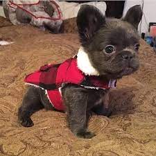 Tumblr Cute Baby Animals French Bulldog Puppies Bulldog Puppies
