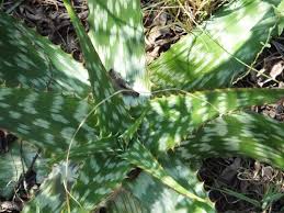 Image result for Aloe zebrina