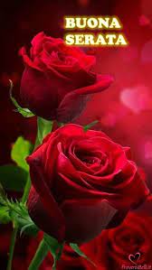 Scommetto cento euro che si butta. la bionda ci pensa un attimo e poi accetta. Immagini Belle Di Buona Serata Buonasera Per Whatsapp Proverbibelli It Beautiful Rose Flowers Rose Flower Wallpaper Beautiful Roses