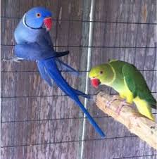 31 Best Blue Ring Neck Images Pet Birds Birds Parrot