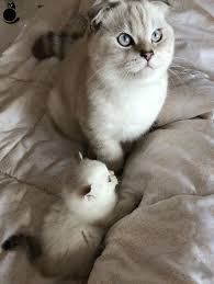 Satilik Kedi Yavrusu