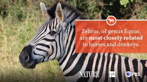Maybe you would like to learn more about one of these? Zebra Fact Sheet Blog Nature Pbs