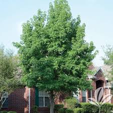 The sweet gum tree is a hardy and beautiful specimen ranging from the midwestern to southeastern united states. Sweet Gum Texas Pecan Nursery